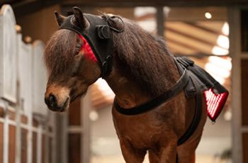 Hovedbilde Lysbehandling til dyr