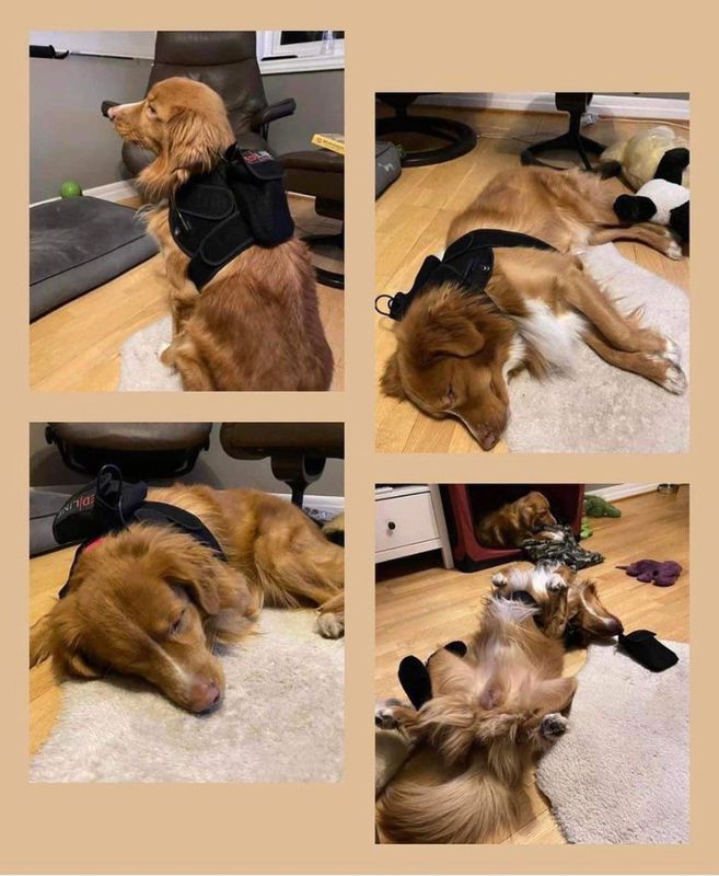 2 stk. Redline pads til dyr - Spar tid med lysbehandling