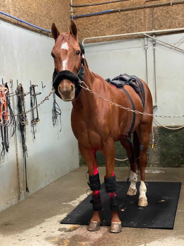 Redline pad til dyr - Spar tid med lysbehandling 